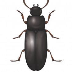 Flour Beetle7